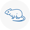 Rat Control Kirkstall